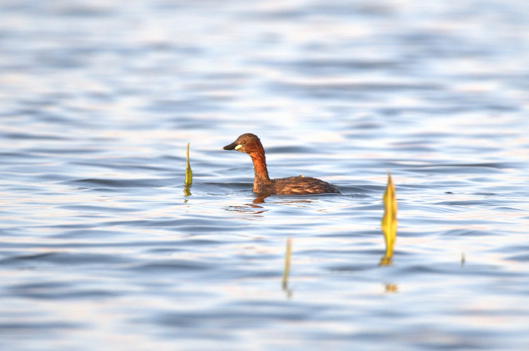 Little Grebe