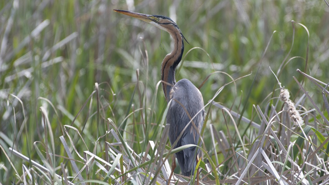 Purple Heron