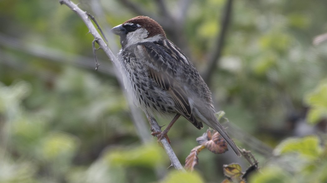 Spanish Sparrow