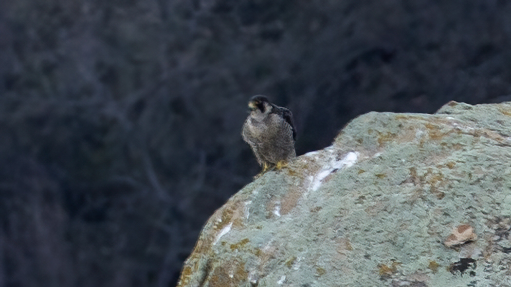 Peregrine Falcon