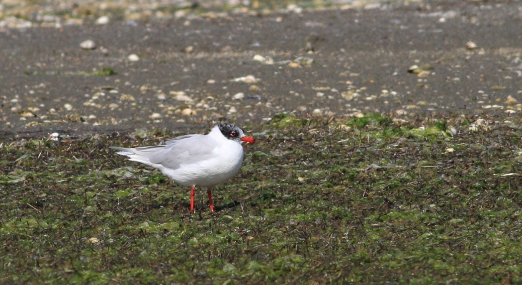Mediterranean Gull