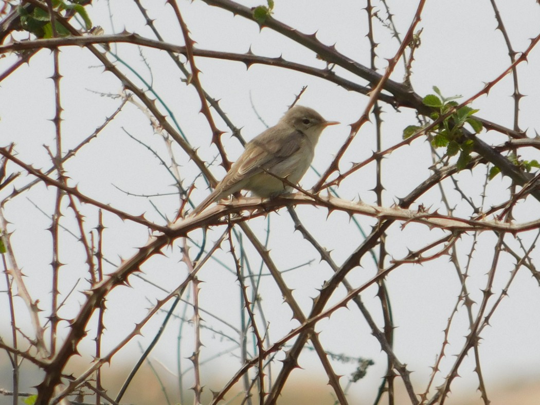 Eastern Olivaceous Warbler