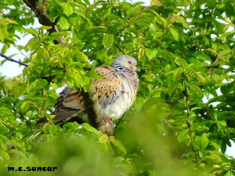 European Turtle Dove