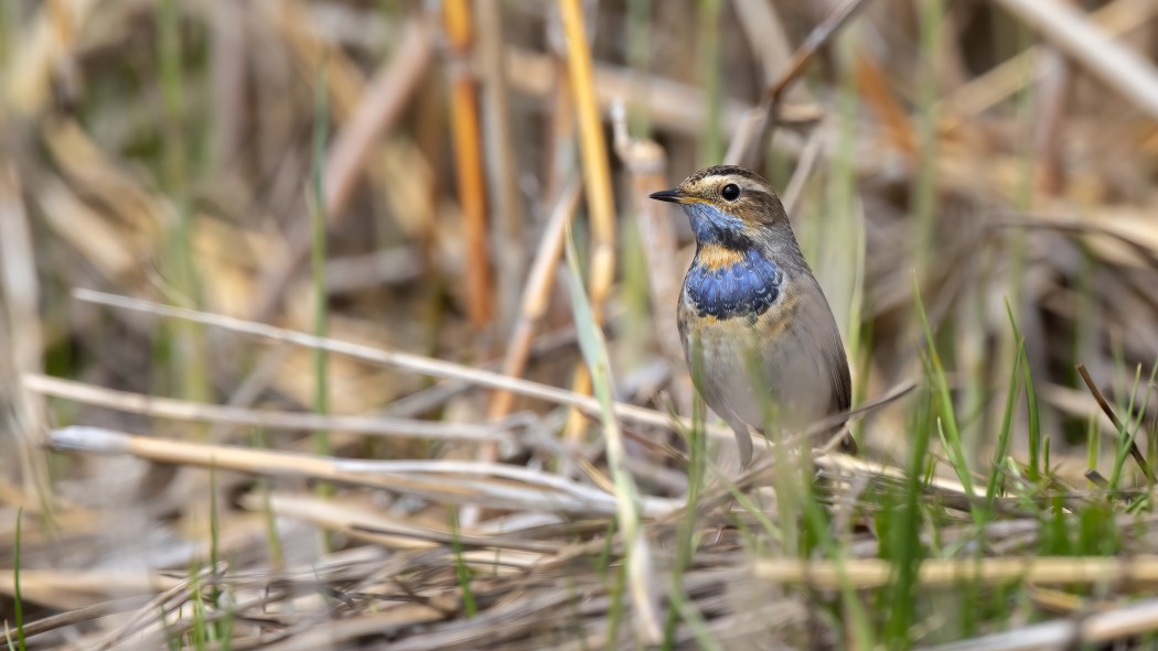 Bluethroat