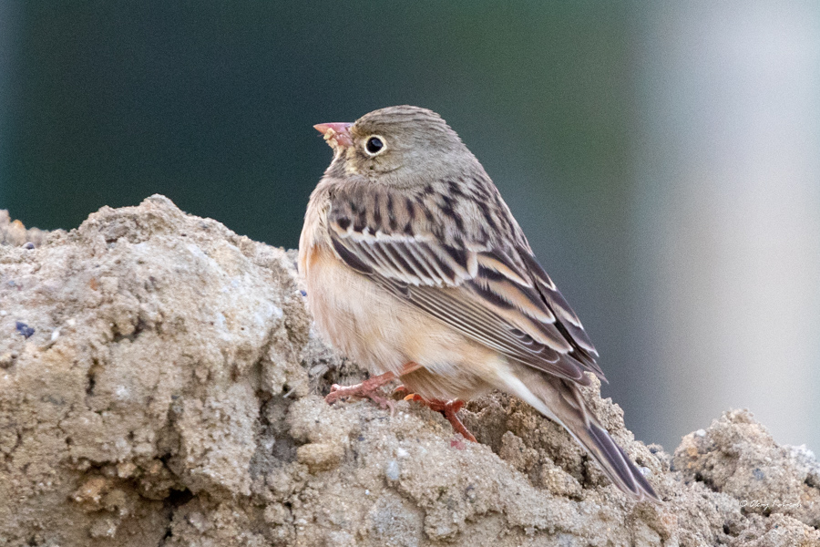 Ortolan Bunting