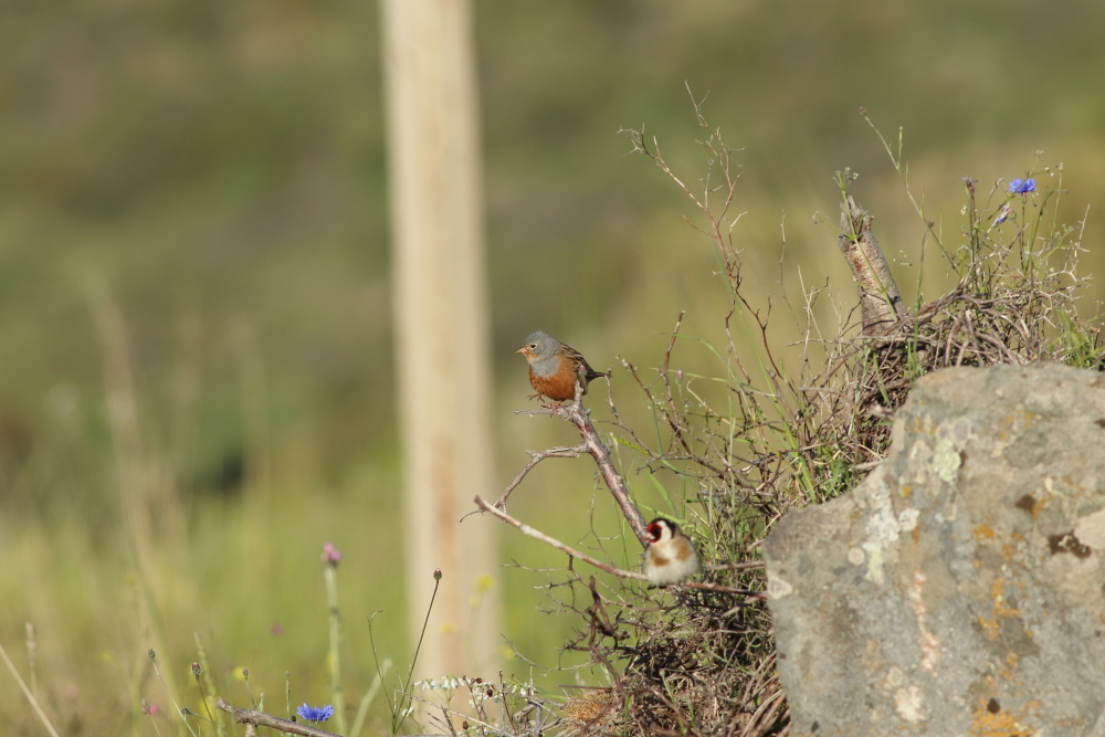 Cretzschmar`s Bunting
