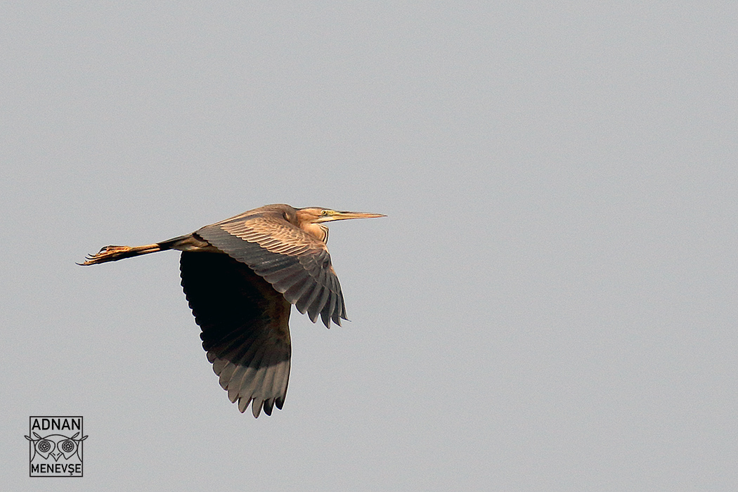 Purple Heron