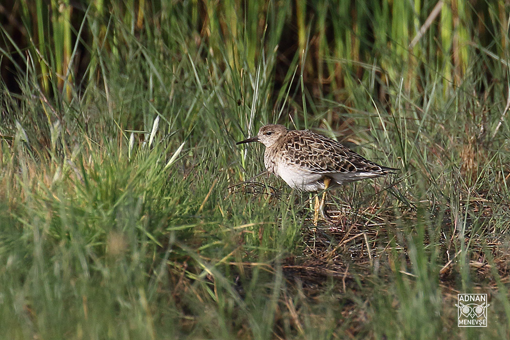 Temminck`s Stint