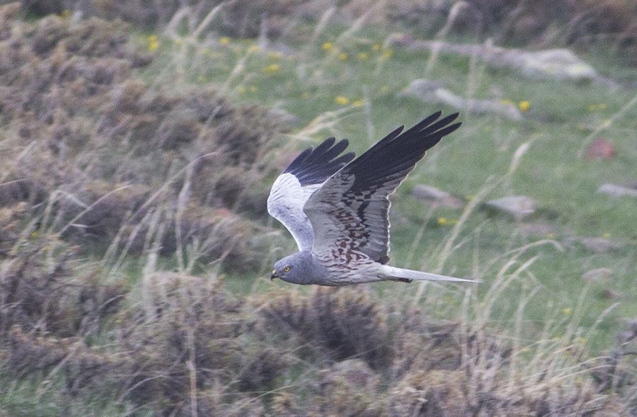 Montagu`s Harrier