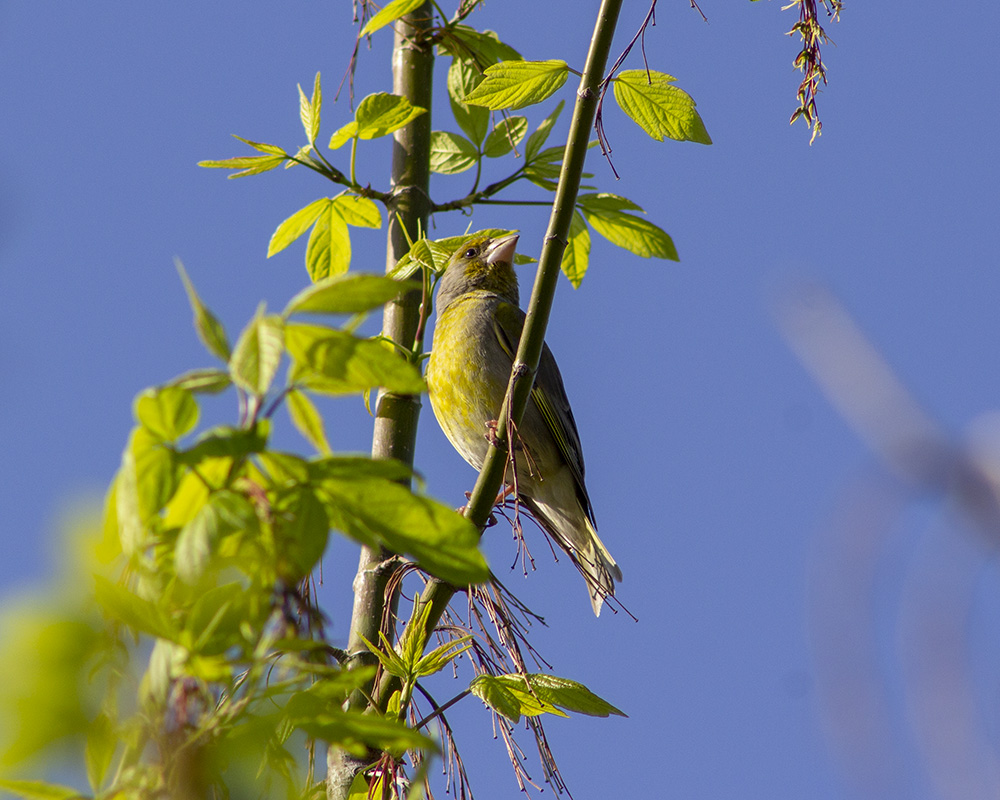European Greenfinch