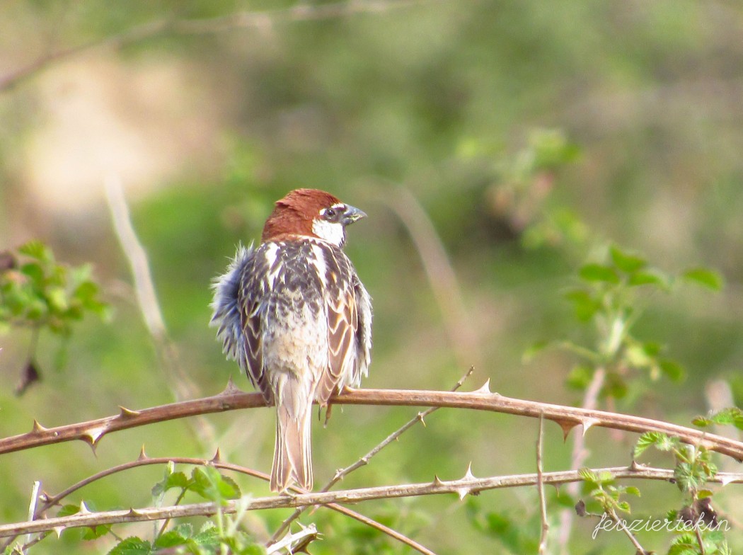 Spanish Sparrow