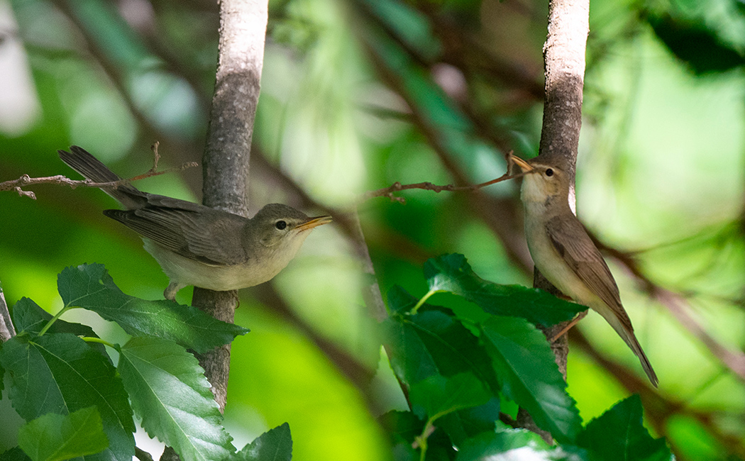 Eastern Olivaceous Warbler
