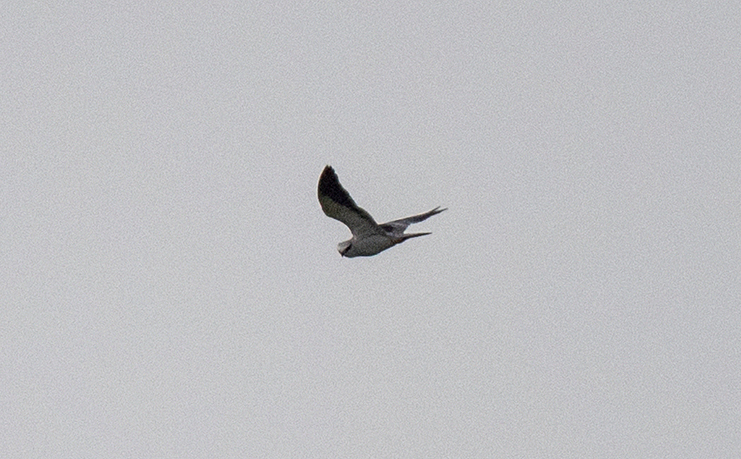 Black-winged Kite