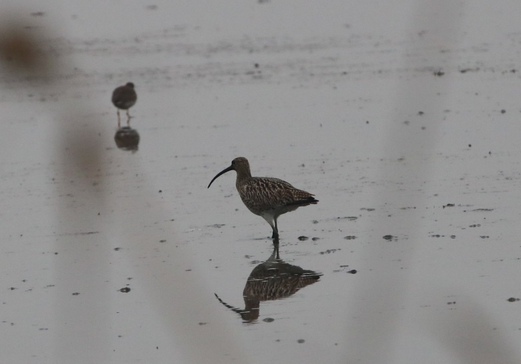 Eurasian Curlew