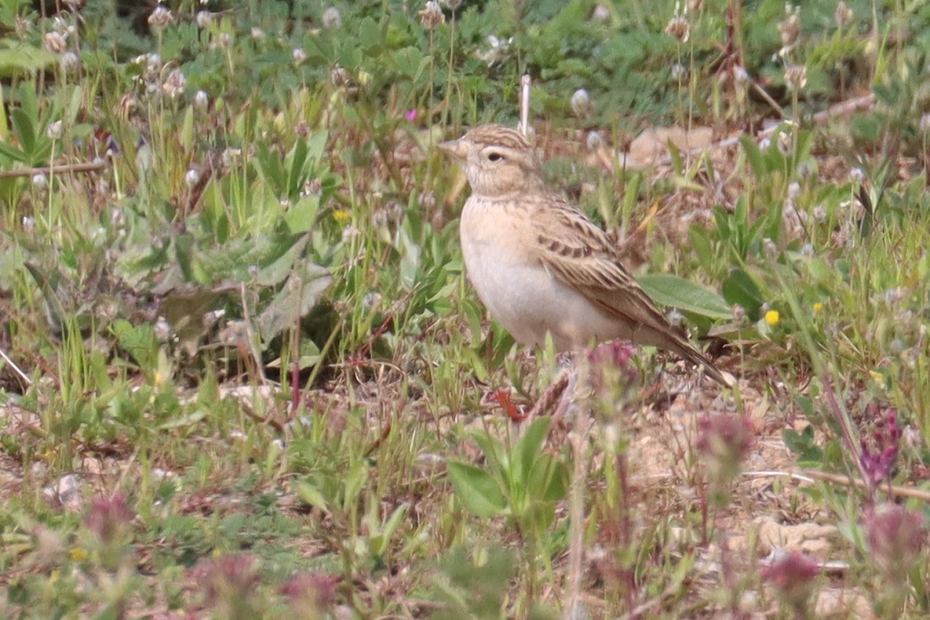 Greater Short-toed Lark
