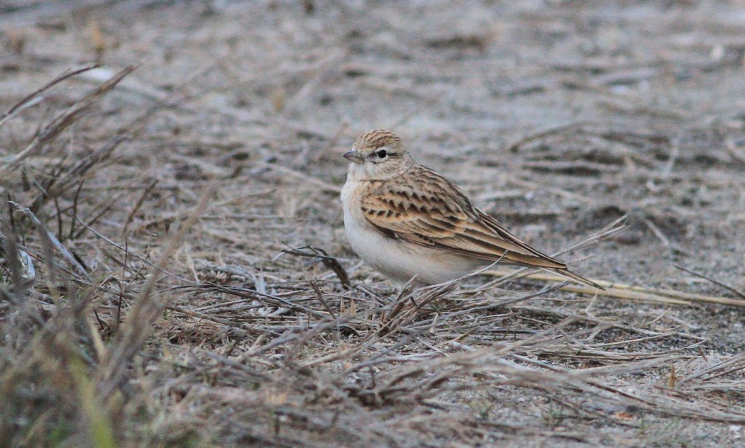 Greater Short-toed Lark