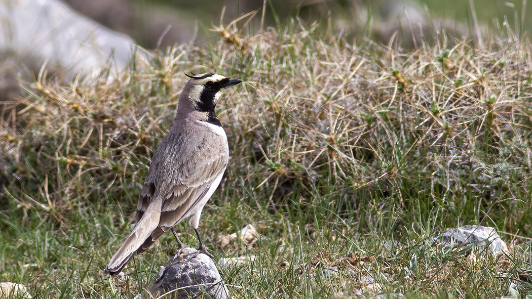 Horned Lark