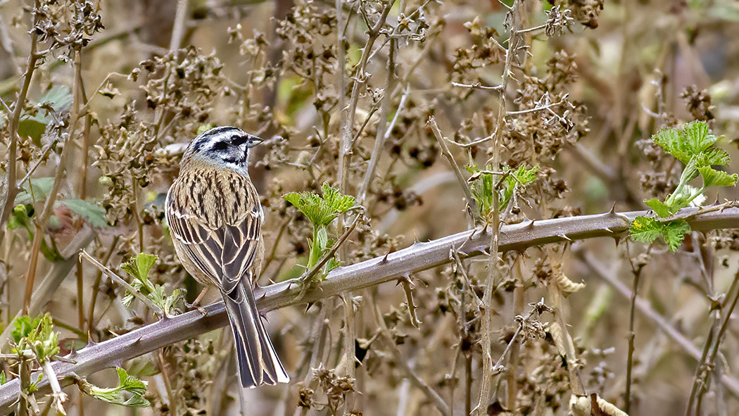 Rock Bunting