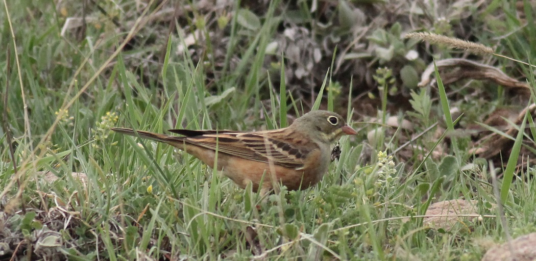 Ortolan Bunting