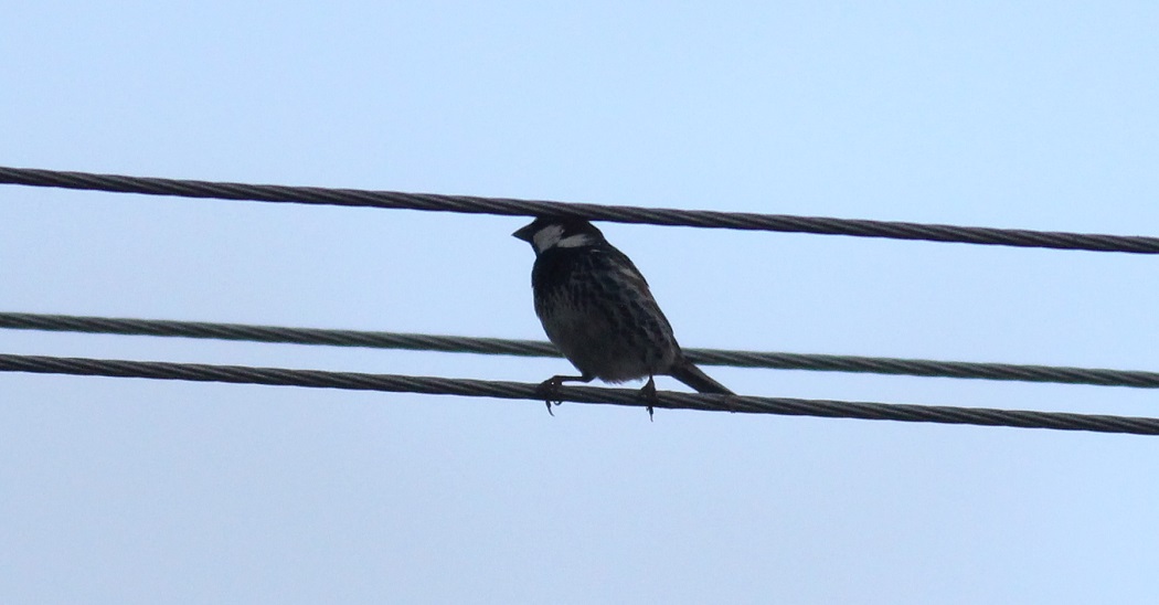 Spanish Sparrow