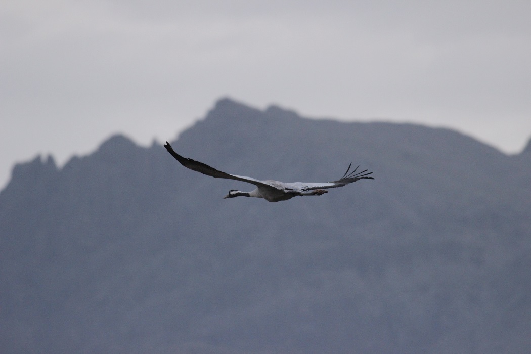 Common Crane