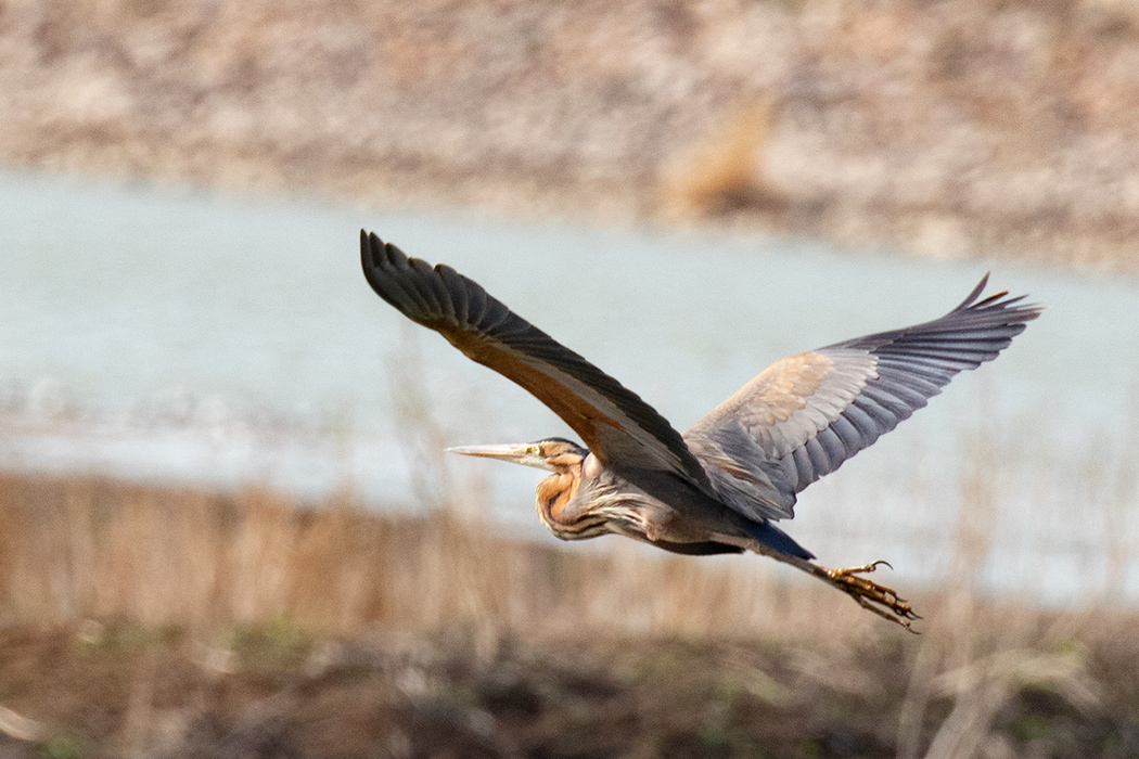 Purple Heron
