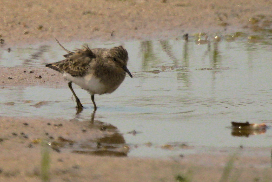 Temminck`s Stint