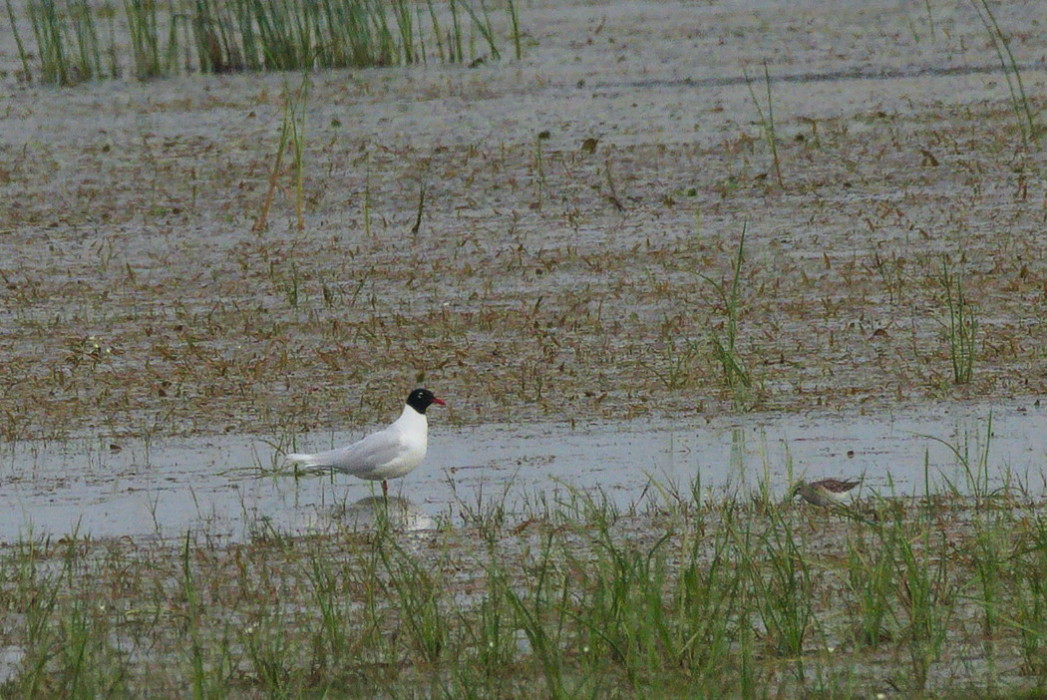 Mediterranean Gull