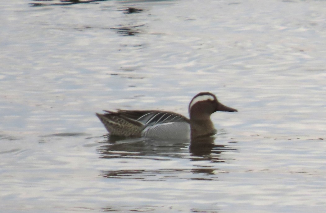 Garganey