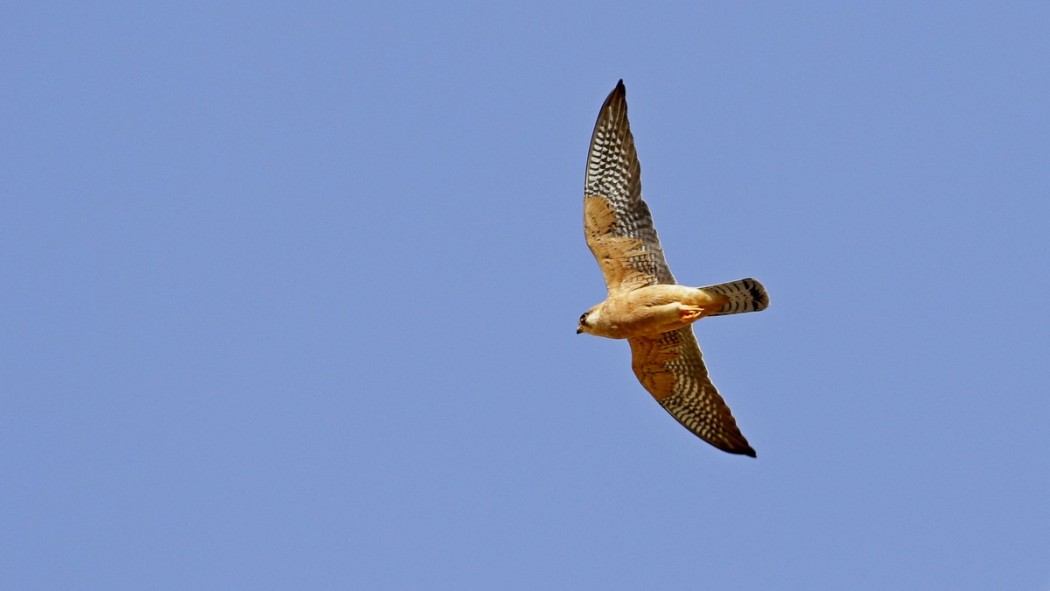 Red-footed Falcon