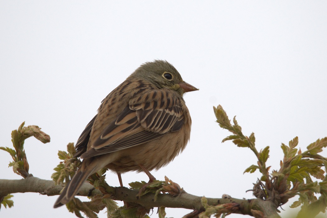 Ortolan Bunting