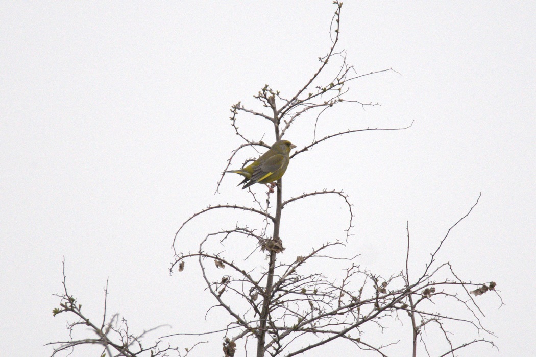 European Greenfinch