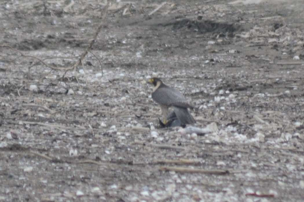Peregrine Falcon