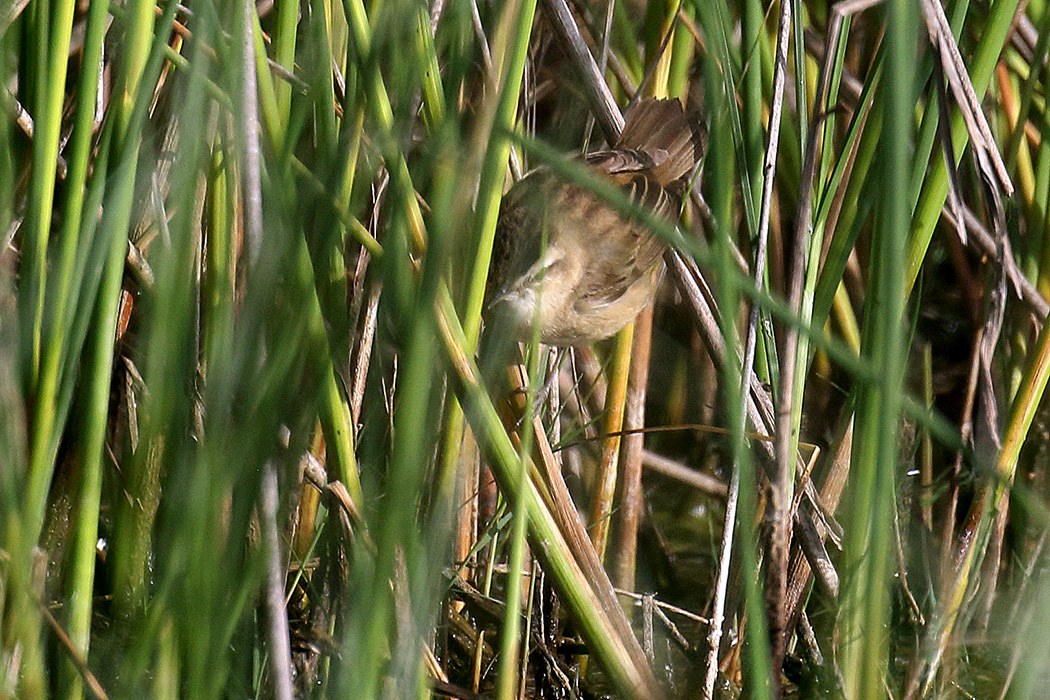 Sedge Warbler