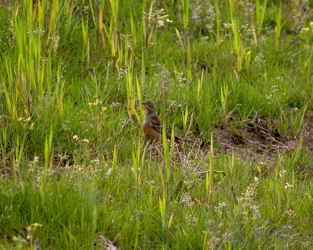 Ortolan Bunting