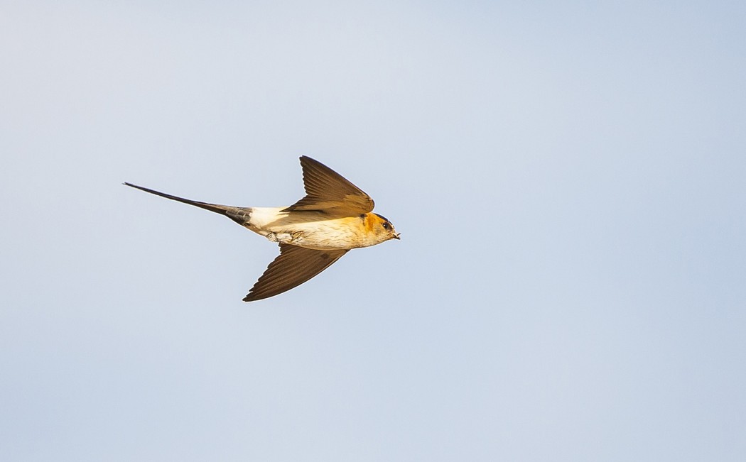 European Red-rumped Swallow