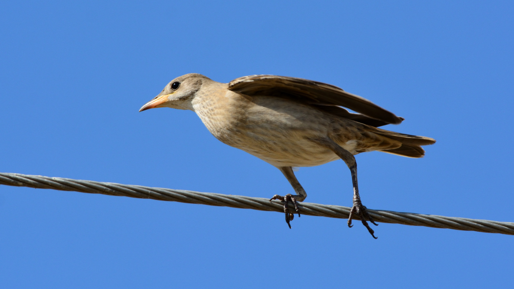 Rosy Starling