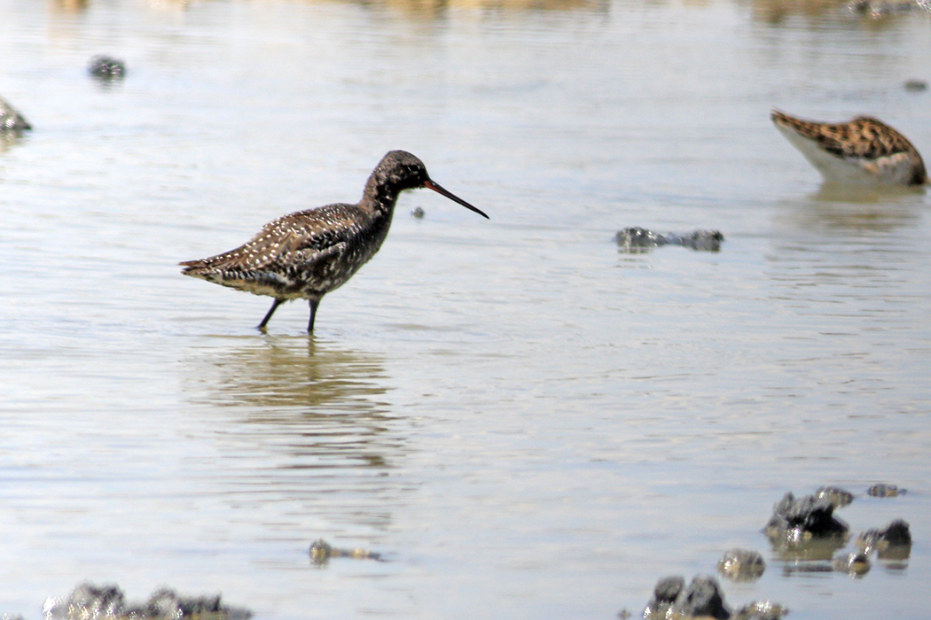 Spotted Redshank