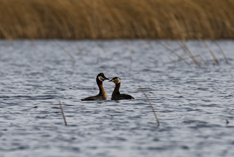 Red-necked Grebe