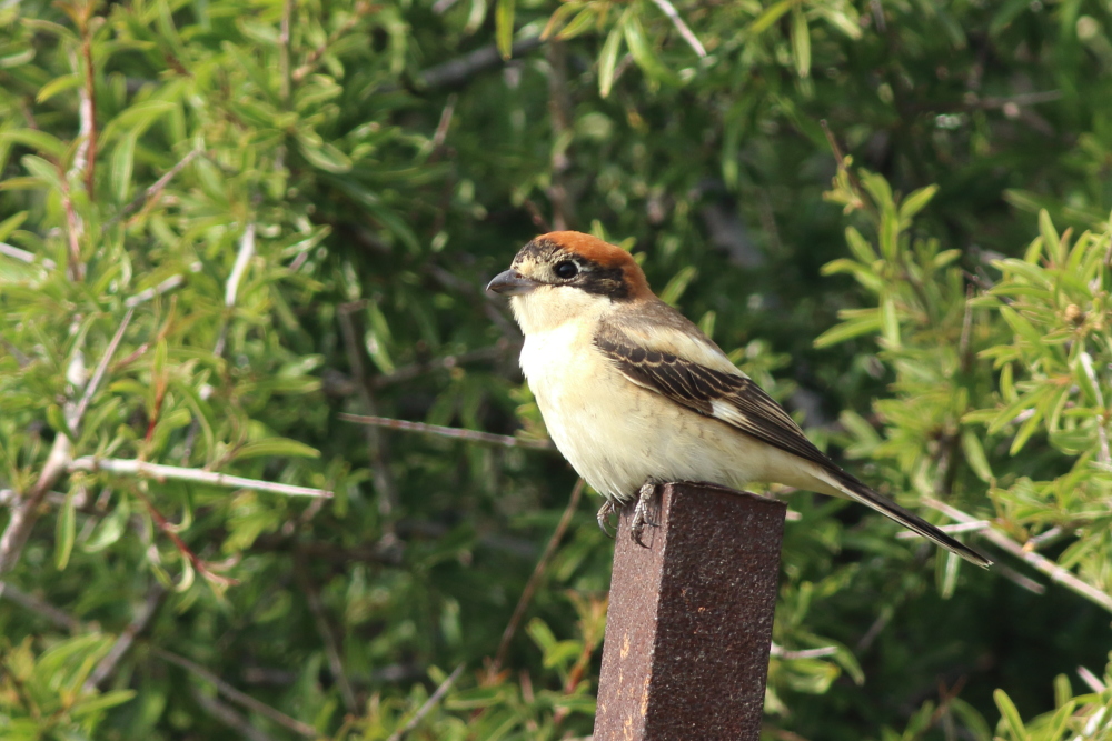 Woodchat Shrike