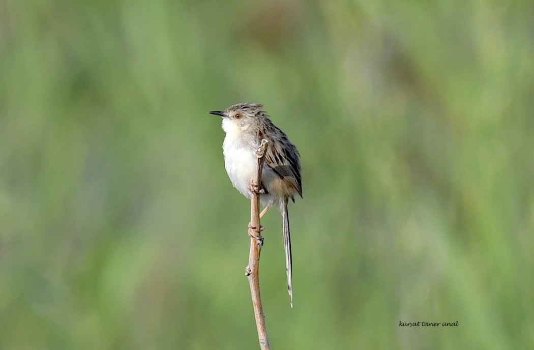 Delicate prinia