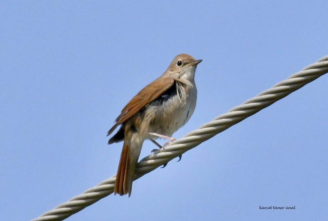 Common Nightingale