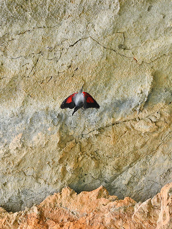 Wallcreeper