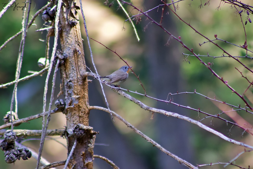 Red-breasted Flycatcher