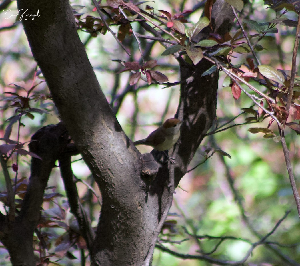 Eurasian Blackcap