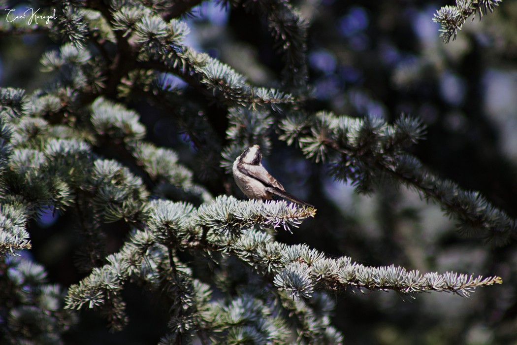 Long-tailed Tit