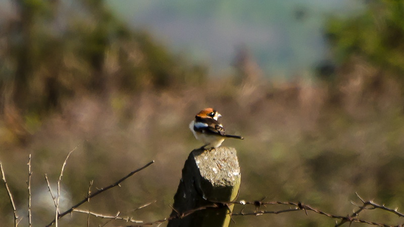 Woodchat Shrike