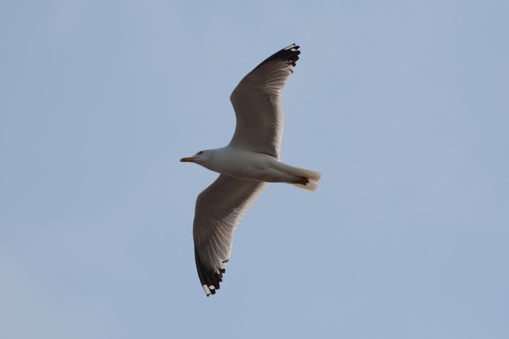 Yellow-legged Gull