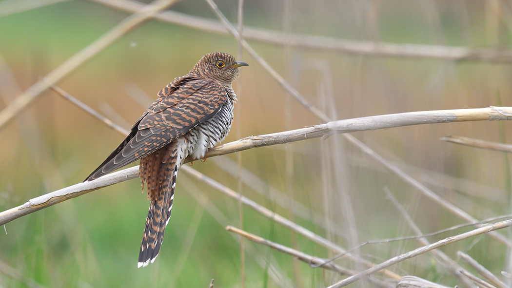 Common Cuckoo