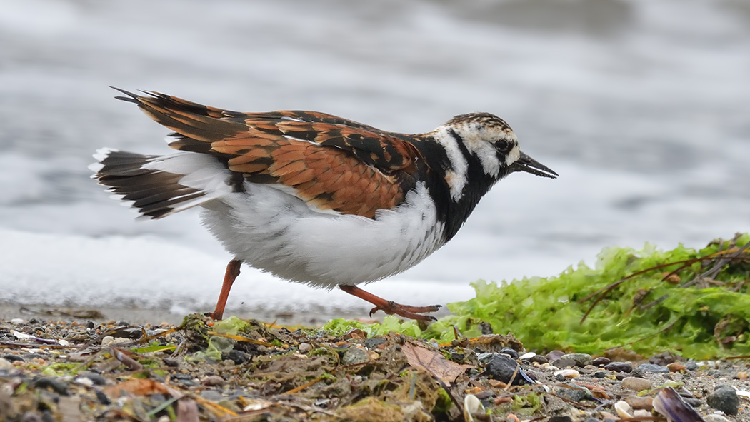 Ruddy Turnstone